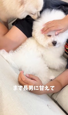 お兄ちゃんが帰宅時のエマくん&ハルくん9