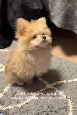 子犬のうにちゃん