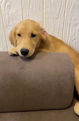 ソファの背もたれの上に大型犬の顔