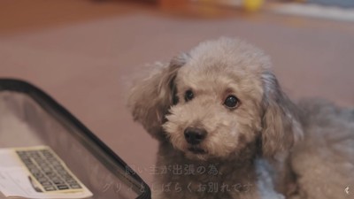 スーツケースと犬