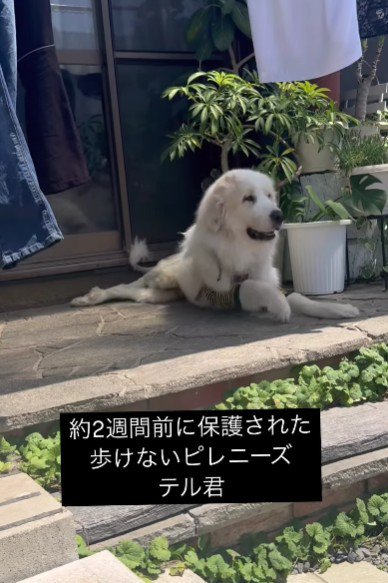 寝たきりの状態で保護