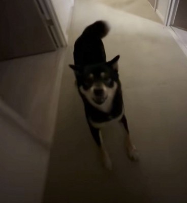 廊下で喜ぶ犬