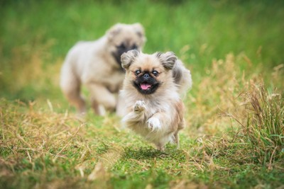 ペキニーズの飼い方