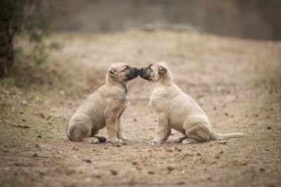 2匹のカンガル・シェパード・ドッグの子犬