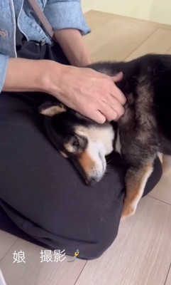 モカちゃんとママさんの再会7