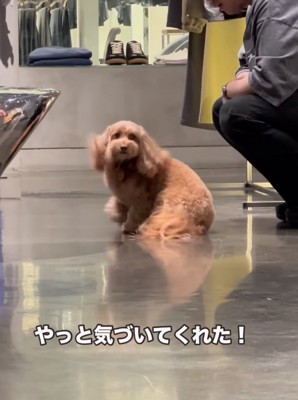 振り返る犬