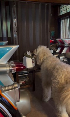 ルークくんをお散歩に誘った時の行動