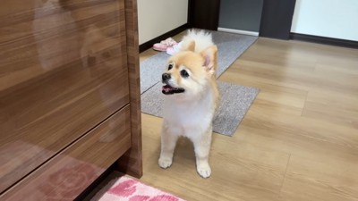 きゅうりを切っている時のキラキラなお目目♪