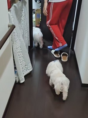 1匹を部屋に招き入れて…