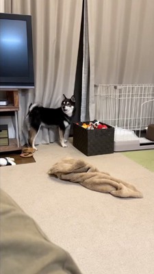 窓辺から飼い主の方を振り向く犬