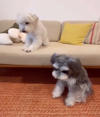 伏せをし始める2匹の犬