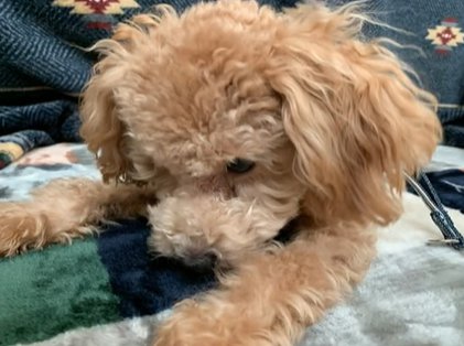 毛並みの悪いトイプードルの顔