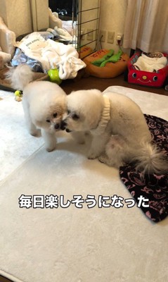 リリーちゃんの変化5