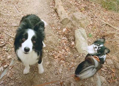 飼い主を見上げる2頭の犬