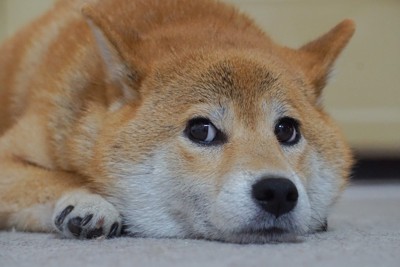 横目で見る柴犬