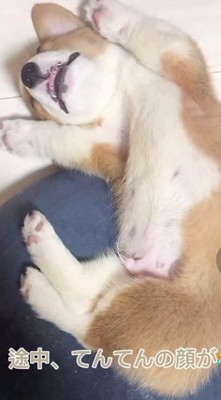 ソファに寝ている犬