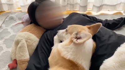 「撫でて」とアピール