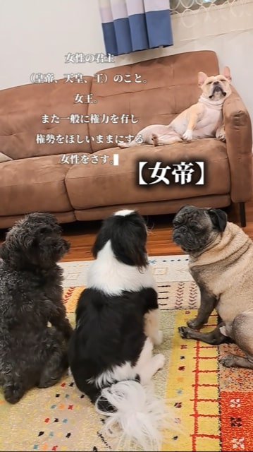 ソファーでくつろぐフレブルと下から眺める犬たち