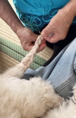 小型犬のしっぽを編み込むおばあちゃん