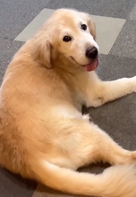 優しいお顔のりくくん