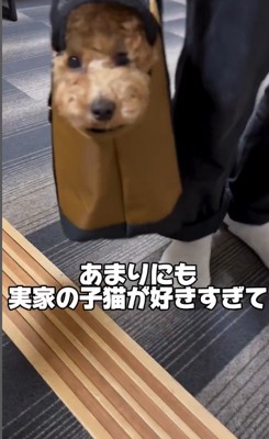 名前はぷぅちゃん