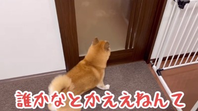 催促する柴犬