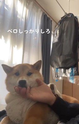 アゴの下を撫でる手を舐める柴犬