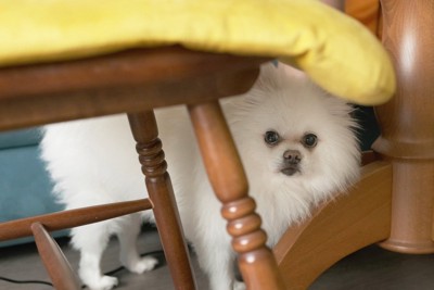 不機嫌そうに隠れる犬