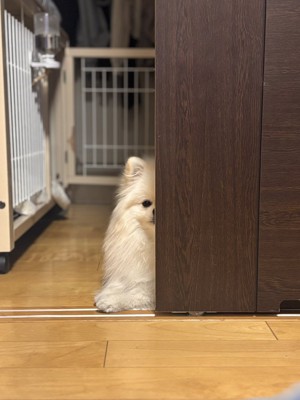 お約束