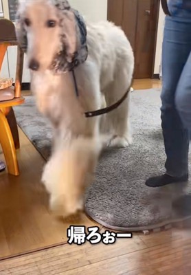 立ち上がる大型犬