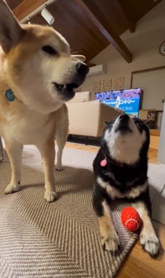 ボールを奪った陽ちゃんVS文句を言う春くん⑩