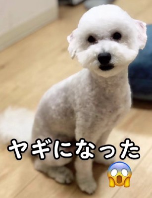 どこから見てもヤギ…