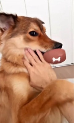 ママさん旅行中のラッキーくん4