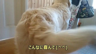 しっぽをフリフリ♪