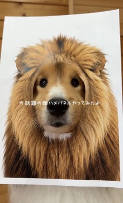 ライオンの顔に馴染む犬