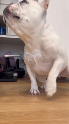 飼い主を追いかけて扉の下から這い出る犬