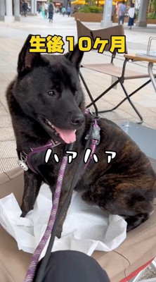 口を開けて地面に座る犬
