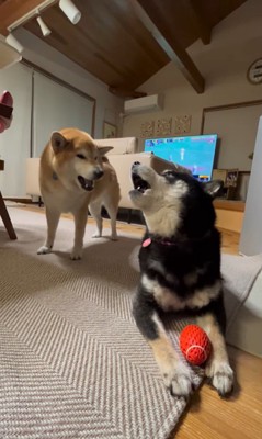 ボールを奪った陽ちゃんVS文句を言う春くん6