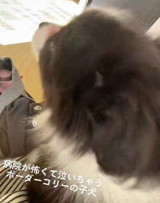 「アオーン、アオーン」