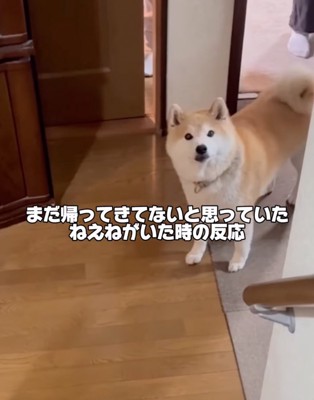 フリーズする柴犬
