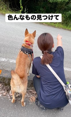 散歩中に何かを発見した犬