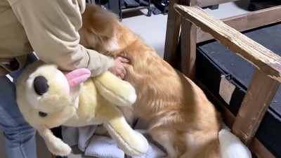 嬉しさが溢れ出すジョイくん