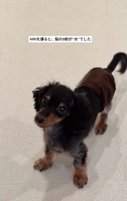 立っているテトくん