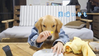 パプリカを見つめる犬