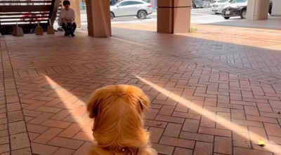 犬の少し遠くに座る男性