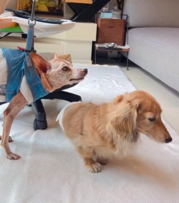 可愛いハプニング