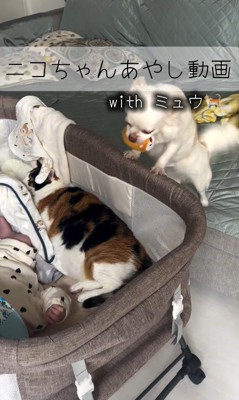 赤ちゃんが泣いた時のニコちゃん7