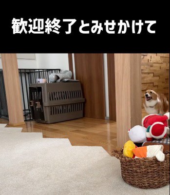 男性に向かってダッシュするメスの犬