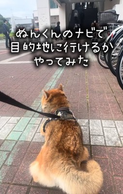 外で伏せる柴犬