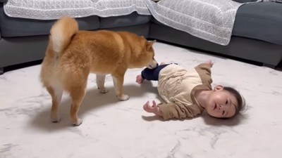 ほのちゃんのにおいをかぐうにちゃん